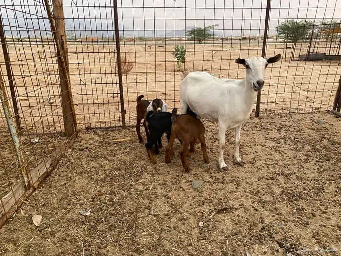 عنز بيشيه تحته 3 9