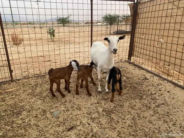 عنز بيشيه تحته 3 13