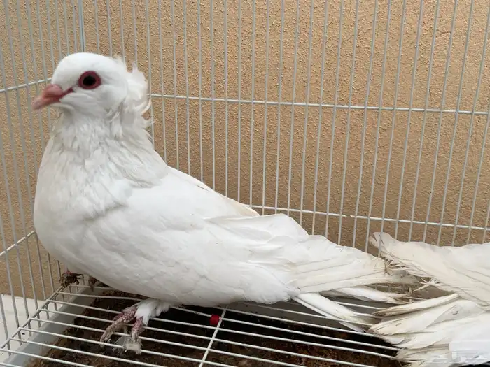 حمام مصري مالطي 0