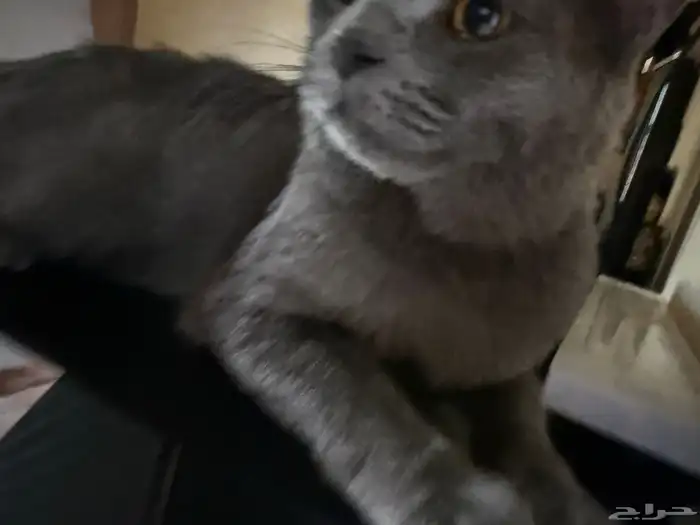 قط ميكس بريطاني 0