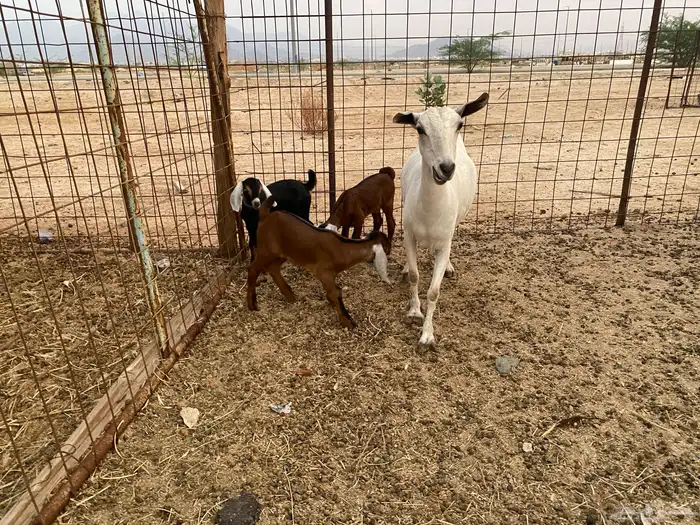 عنز بيشيه تحته 3 1