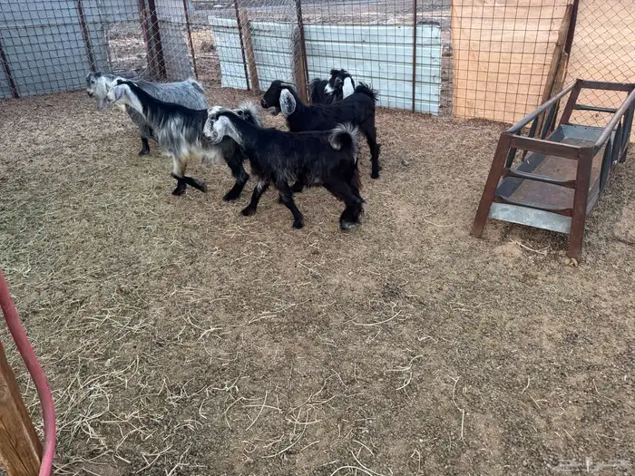 تيوس وجفار ذبايح 2