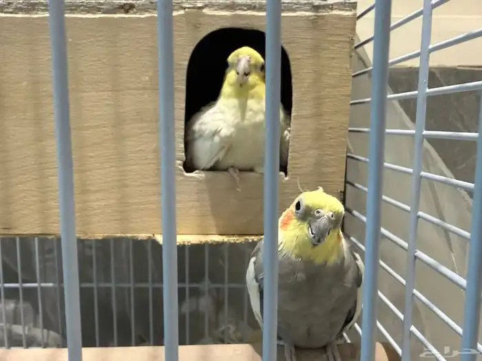 عصافير كروان 0