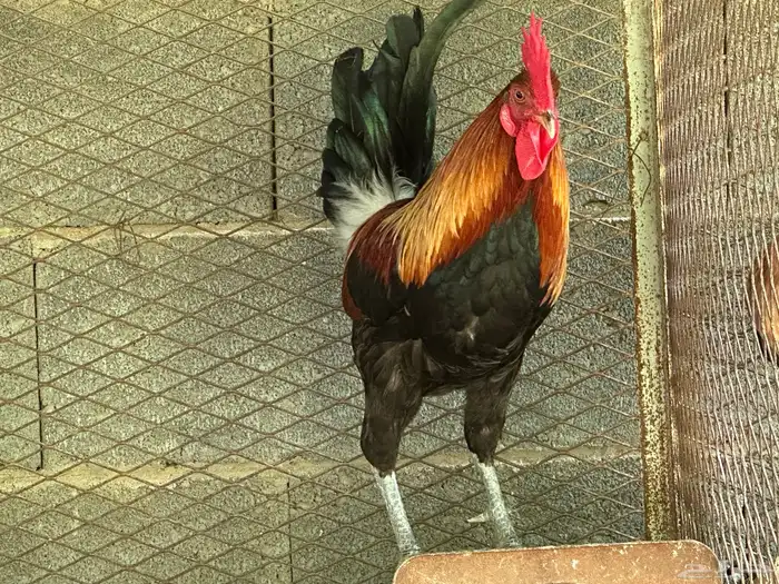 ديك ود اجه بلدي اصيل 3