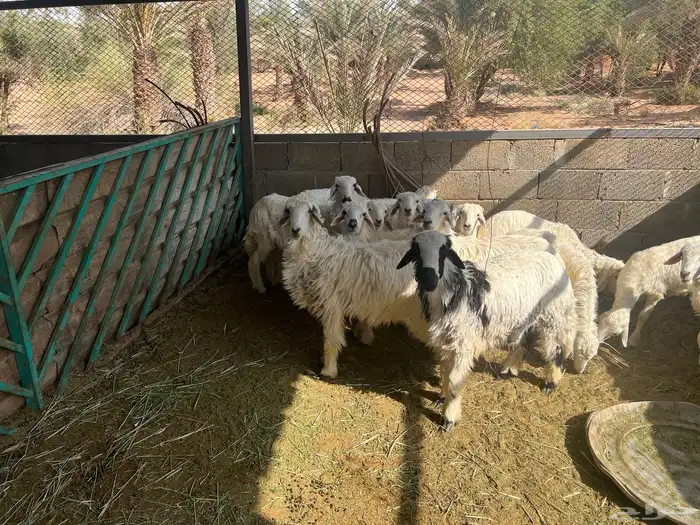 حريات طليان و رخل للبسع 2