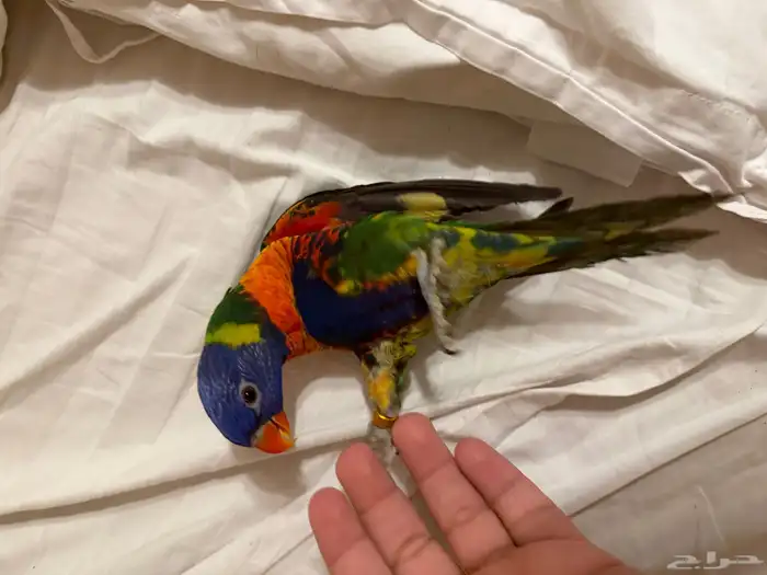 بغبغاء لوري رينبو للبيع (اليف جدااا) 2