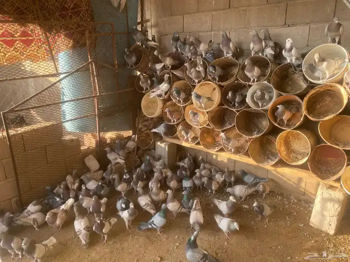 للبيع حمام سلفر جامبو 0