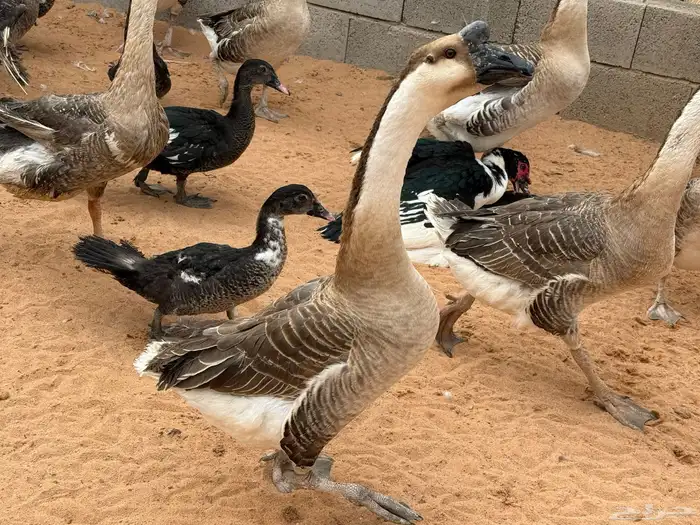 وز عراقي اصل دم صافي 0