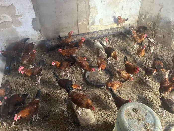 ديكه بلدي العدد 40 2