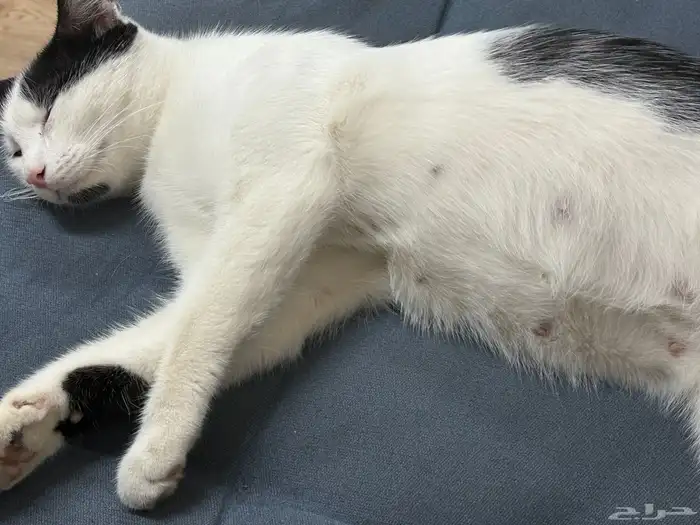 قطة حامل للتبني 0