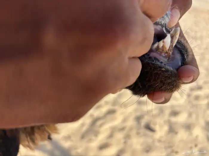 خروف فحل خصم 2