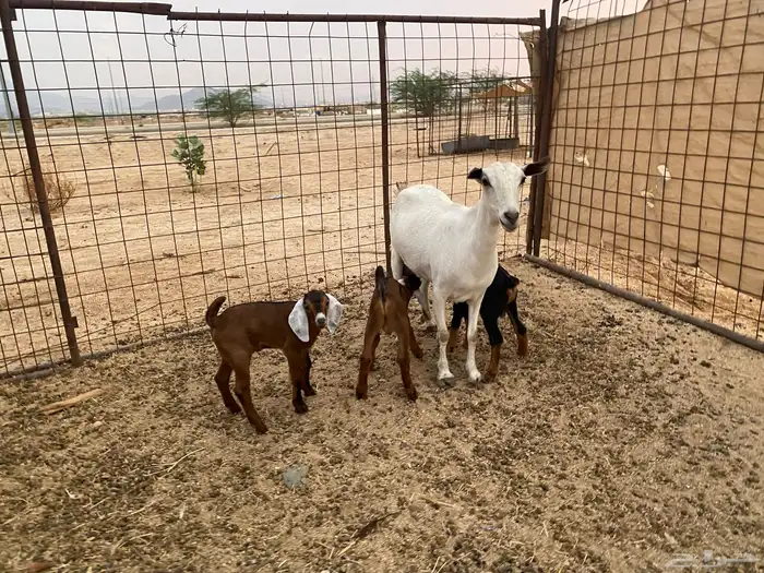 عنز بيشيه تحته 3 15