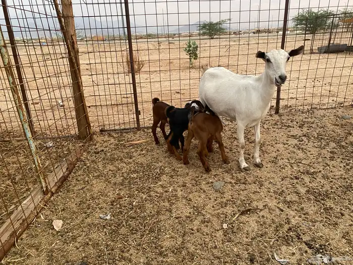 عنز بيشيه تحته 3 8