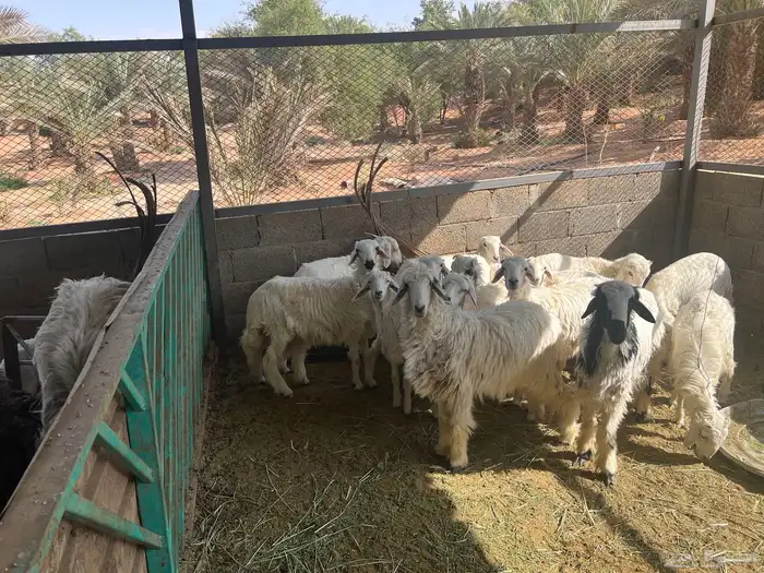 حريات طليان و رخل للبسع 1