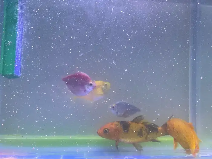 حوض سمك مع مضخه اكسجين زينه مع سمك أربع حبات 3