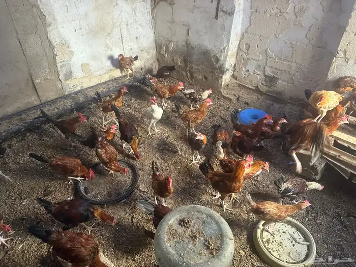 ديكه بلدي العدد 40 1