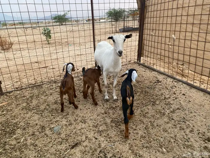 عنز بيشيه تحته 3 10