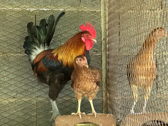 ديك ود اجه بلدي اصيل 7