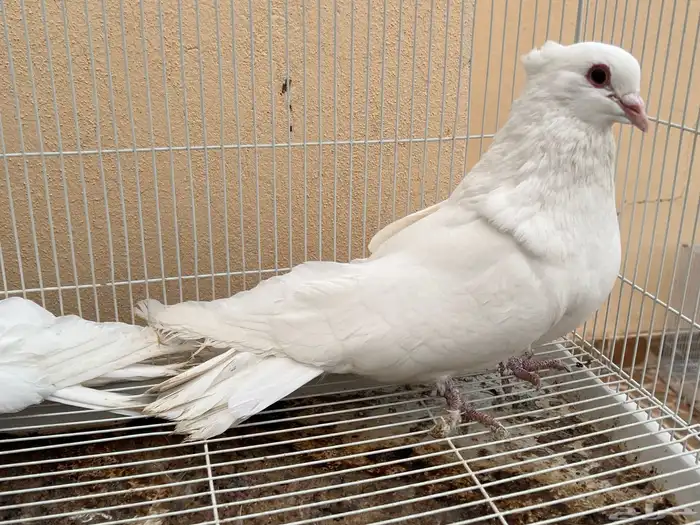 حمام مصري مالطي 2