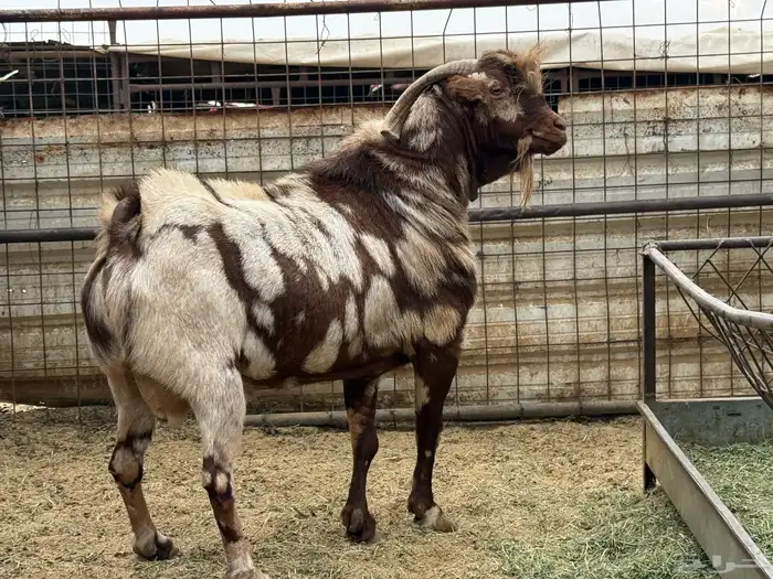 تيس ابهر محايلى 0