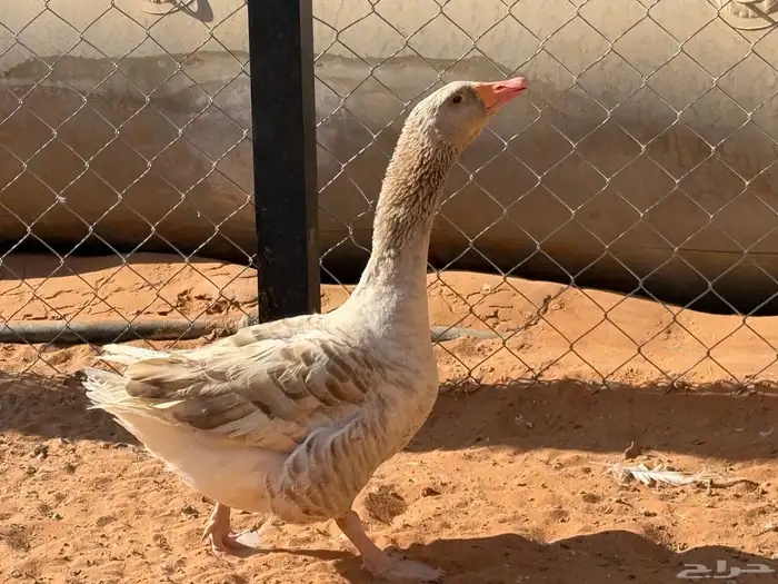 مطلوب اناثي وز بلدي نفس اللي بالصور 1