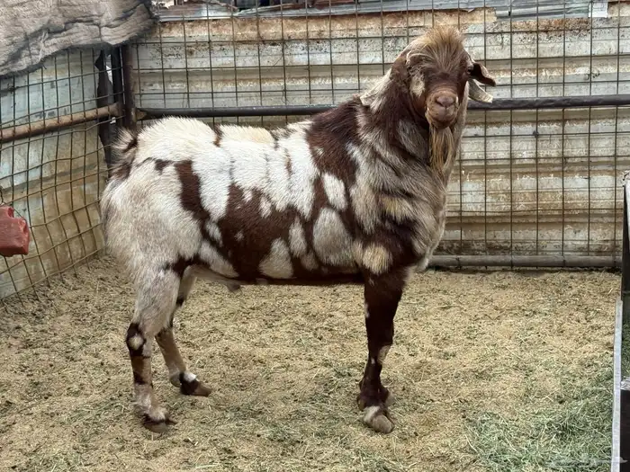 تيس ابهر محايلى 3