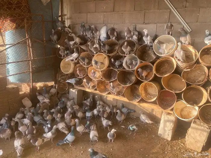 للبيع حمام سلفر جامبو 1