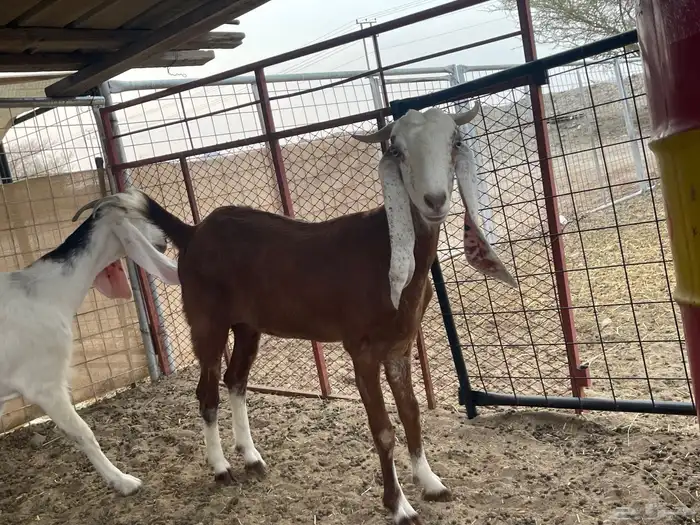 جفار للبيع 2