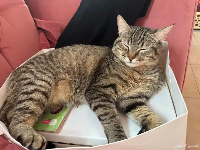 ذكر يطلب تزواج للتبني مجانا 1