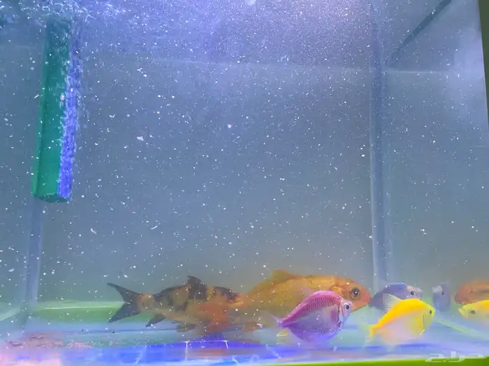 حوض سمك مع مضخه اكسجين زينه مع سمك أربع حبات 1