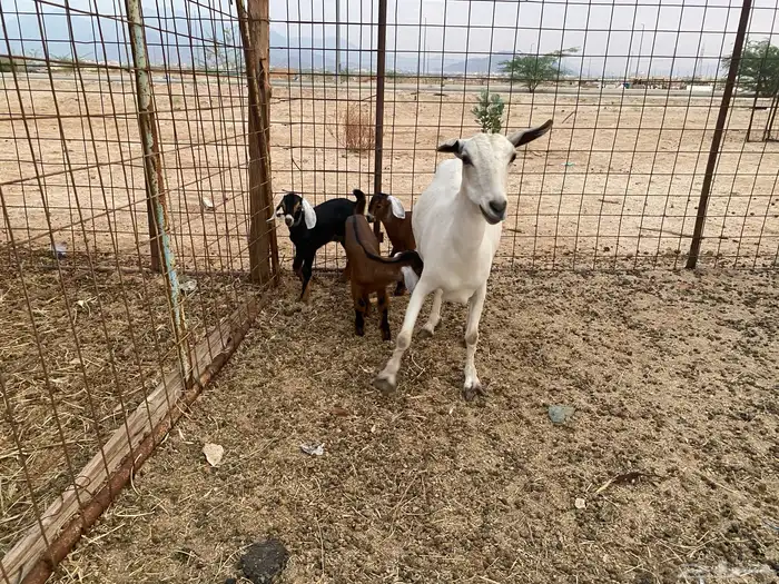 عنز بيشيه تحته 3 2