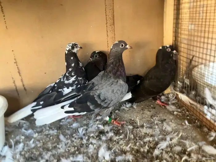 حنان قطايف 3