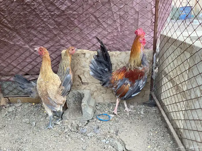 سلام اعرض لكم أربع طقوم دجاج عربي 3