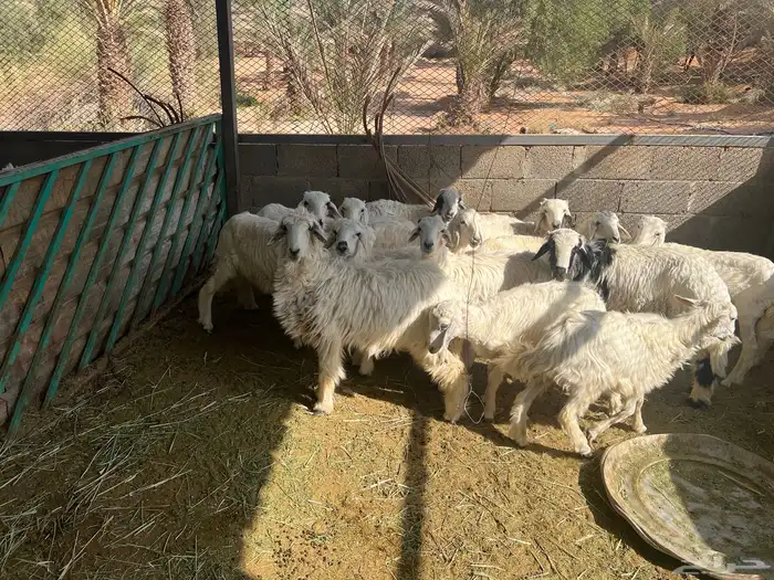 حريات طليان و رخل للبسع 4