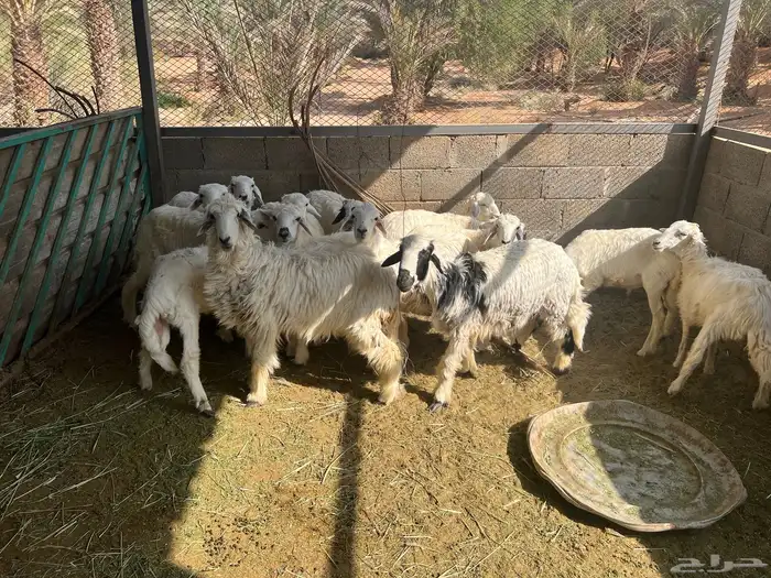 حريات طليان و رخل للبسع 5