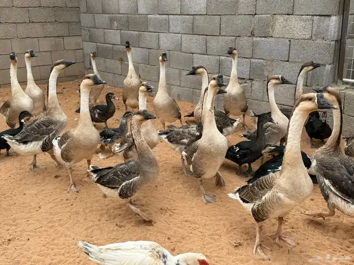 وز عراقي اصل دم صافي 4