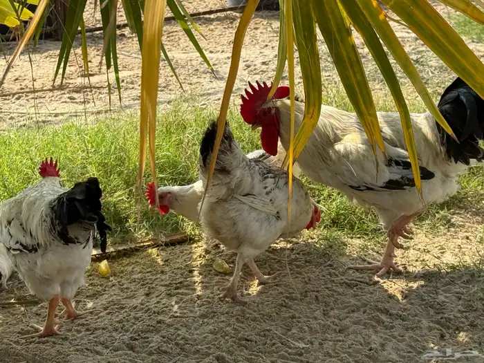 أطباق بيض تفقيس (تركي-كلومبي-فرنسي) 0