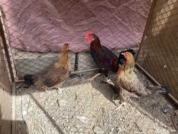 سلام اعرض لكم أربع طقوم دجاج عربي 1