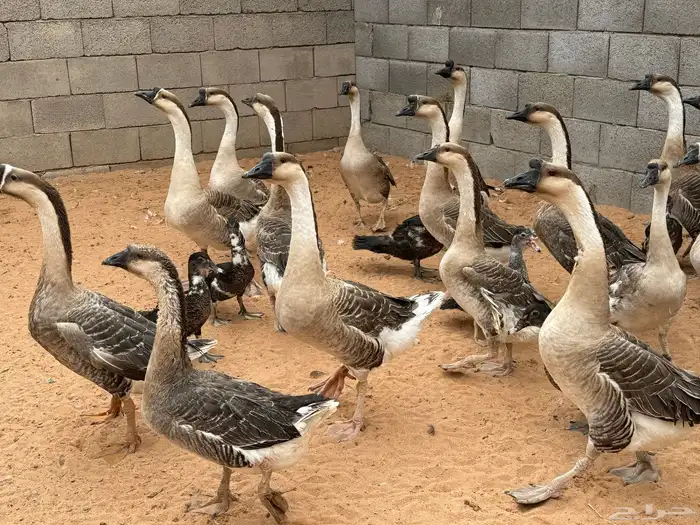 وز عراقي اصل دم صافي 1