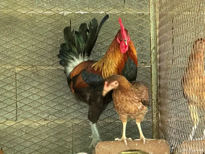 ديك ود اجه بلدي اصيل 5