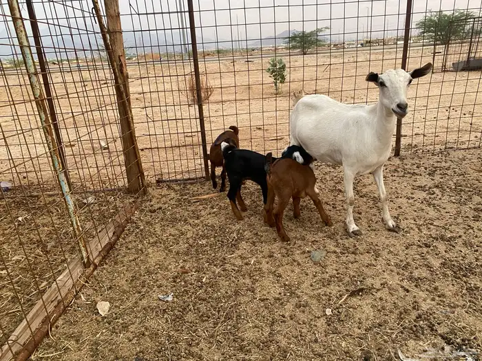 عنز بيشيه تحته 3 4