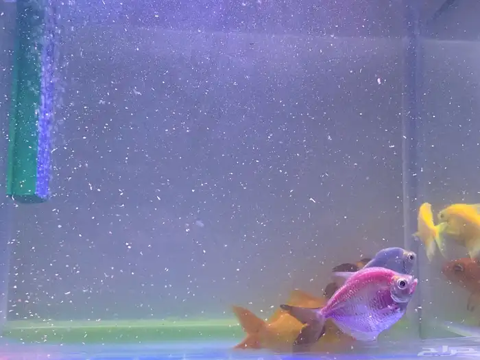 حوض سمك مع مضخه اكسجين زينه مع سمك أربع حبات 0