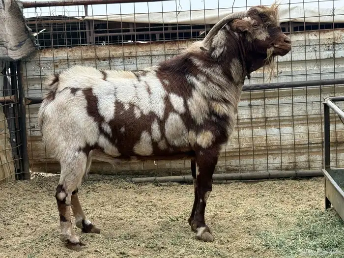 تيس ابهر محايلى 2