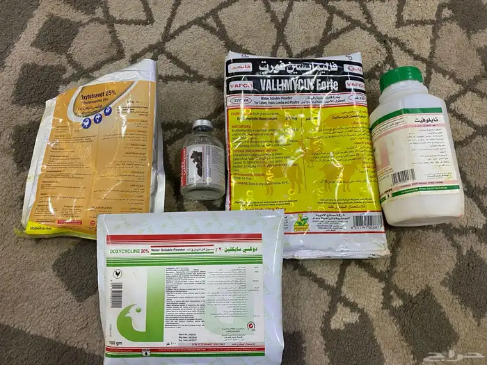 صوص دجاج عمره 20 يوم العدد 113 جوز العدد الكلي226حبه 6