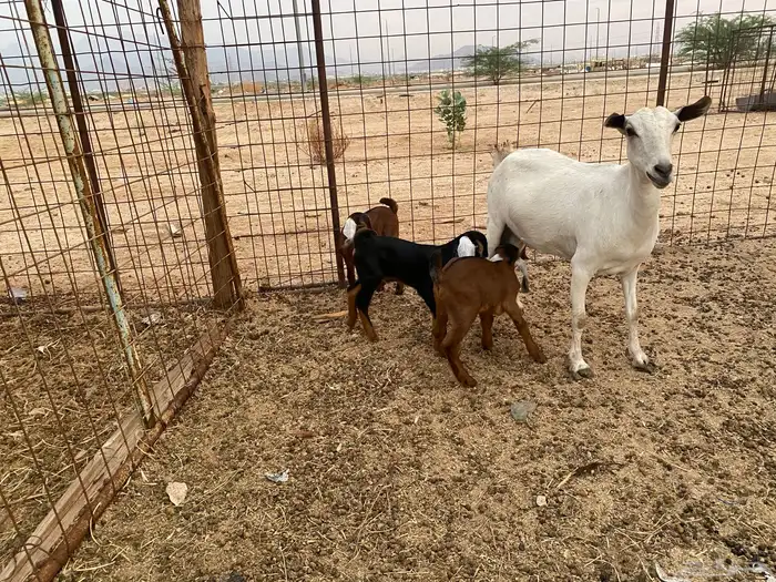 عنز بيشيه تحته 3 5