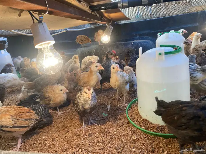 صيصان دجاج عمر شهرين 0