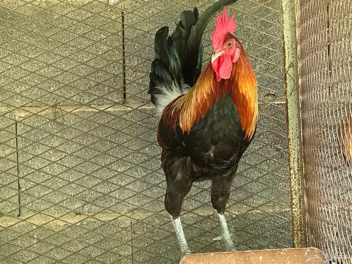 ديك ود اجه بلدي اصيل 2