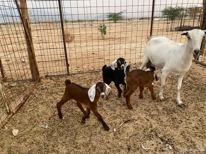 عنز بيشيه تحته 3 11