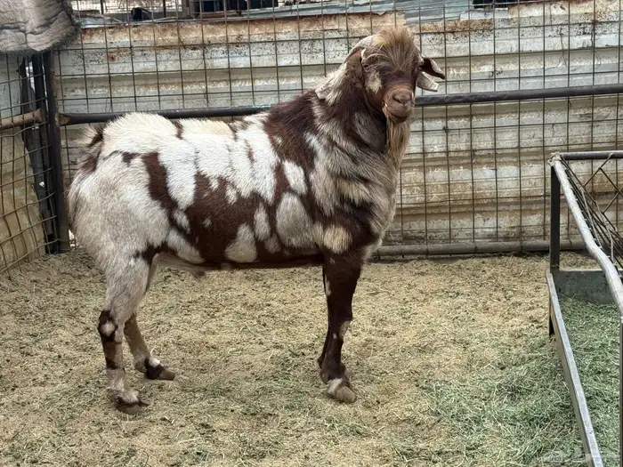 تيس ابهر محايلى 1