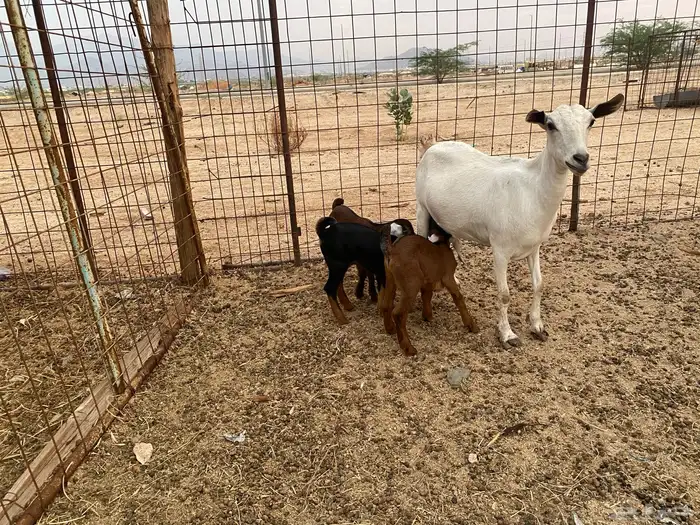 عنز بيشيه تحته 3 7